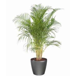 palm-areca-classico-pot-antraciet_7d0c99.jpg