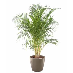 palm-areca-classico-pot-taupe_8bfbed.jpg