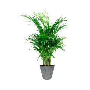 Palm Areca S in Claire Artstone 27 cm - grijs.png