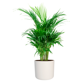Palm Areca Small in Elho Soft Wit _1.png