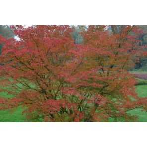 palmatum.jpg