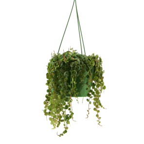 Peperomla prostata totaal-Photoroom.png