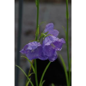 pers. Courulea.jpg