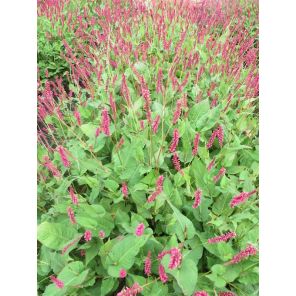 Persicaria amplex. 'J.S. Caliente'.jpg