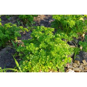 Petroselinum Crispum.jpg