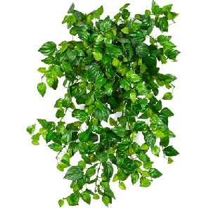 philodendron bush.png