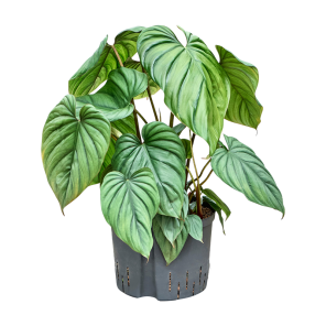 philodendron Colombia xl.png
