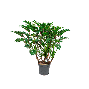Philodendron xanadu OP stammen LOGO  L1(2).png