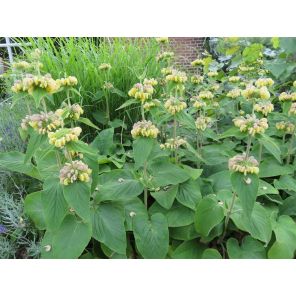 Phlomis russeliana.jpg