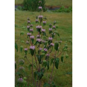 Phlomis tuberosa 'Amazone'.jpg