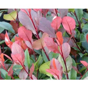 photinia-fraseri-little-red-robin-sfeer_2b8748.jpg