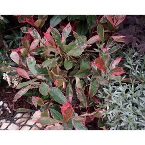 photinia-fraseri-louise-sfeer_bc31fe.jpg