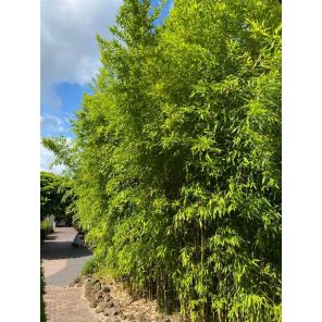 phyllostachys aurea sfeer.jpg