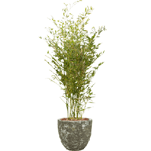 Phyllostachys in Vulcana Couple Groen.png