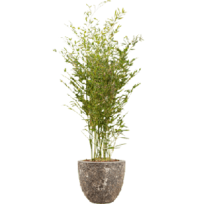 Phyllostachys in Vulcana Couple metal 2.png