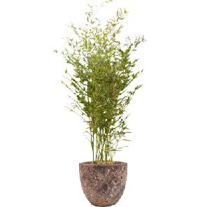 Phyllostachys in Vulcana Couple Roze.png