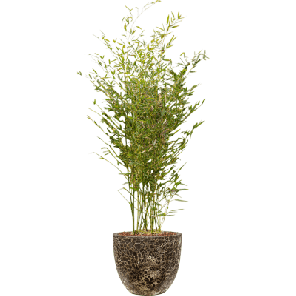 Phyllostachys in Vulcana Couple zwart.png
