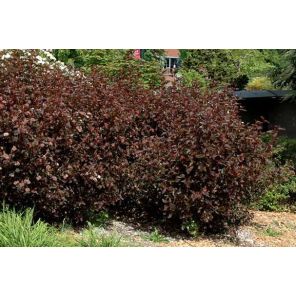 physocarpus-opulifolius-red-baron-sfeer_4e26a9.jpg