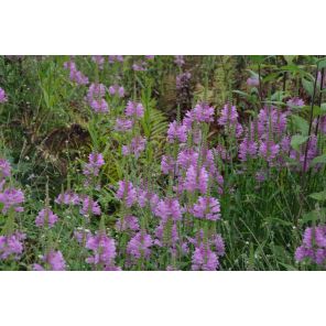 Physostegia virg. 'Bouquet Rose'_1.jpg