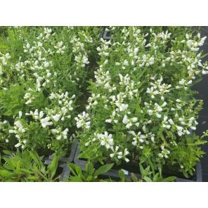 Physostegia virg. 'Summer Snow'.jpg