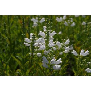 Physostegia virg. 'Alba'.jpg