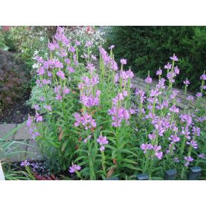 Physostegia virg. 'Rosea'.jpg