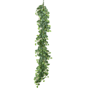 pictus xl.png