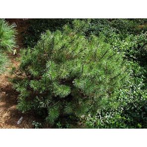 pinus-mugo-mops-sfeer-2_5a2e58.jpg