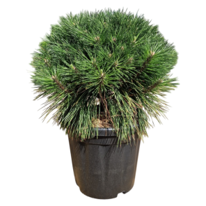 Pinus nigra Brepo.png