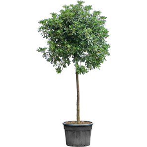 Pittosporum tobira op stam.png