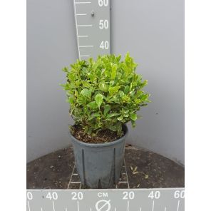 Pittosporum tobira Variegatum.jpg