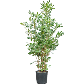 Pittosporum tobira.png