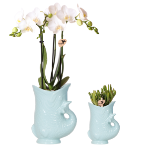 Planten duo Yona lichtblauw.png