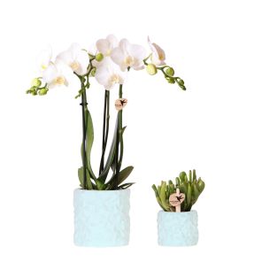 Planten duo Zeester blauw.jpg