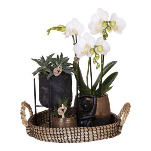 plantenset bee pot new.jpg
