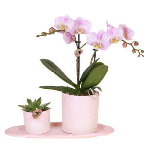 Plantenset Bloom roze.png