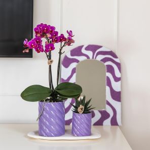 Plantenset in Spiral Clay lila.jpg