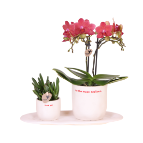 Plantenset Love You.png