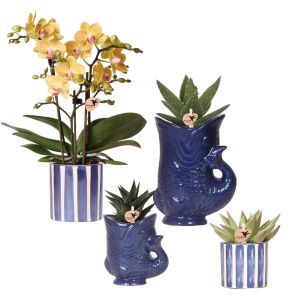 Plantenset Yona donkerblauw.jpg
