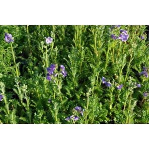 Polemonium caer. 'Bambino Blue'.jpg