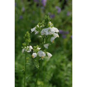 Polemonium caer. 'Album'.jpg
