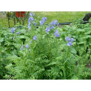 Polemonium caeruleum.jpg