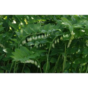 Polygonatum 'Weihenstephan'.jpg