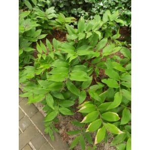 Polygonatum multiflorum.jpg