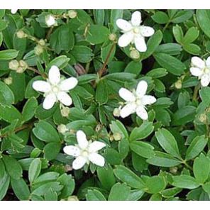 potentilla-tridentata-nuuk-sfeer_a2d84b.jpg
