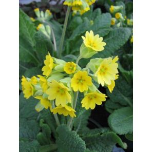Primula veris.jpg