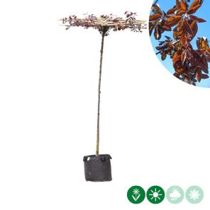 prunus nigra kruis.jpg
