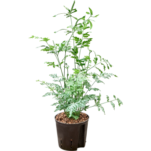 Pteris ensiformis Evergemiensis.png