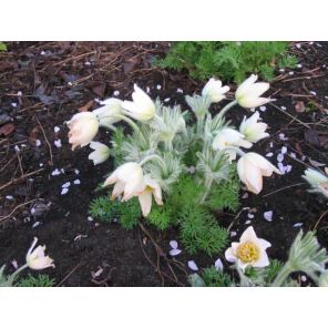 Pulsatilla vulgaris 'Alba'_1.jpg