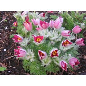 Pulsatilla vulgaris 'Rode Klokke'.jpg